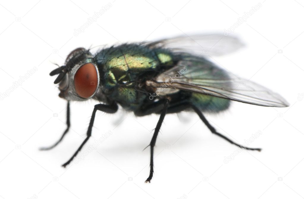 Lucilia caesar, blow-fly, in front of white background