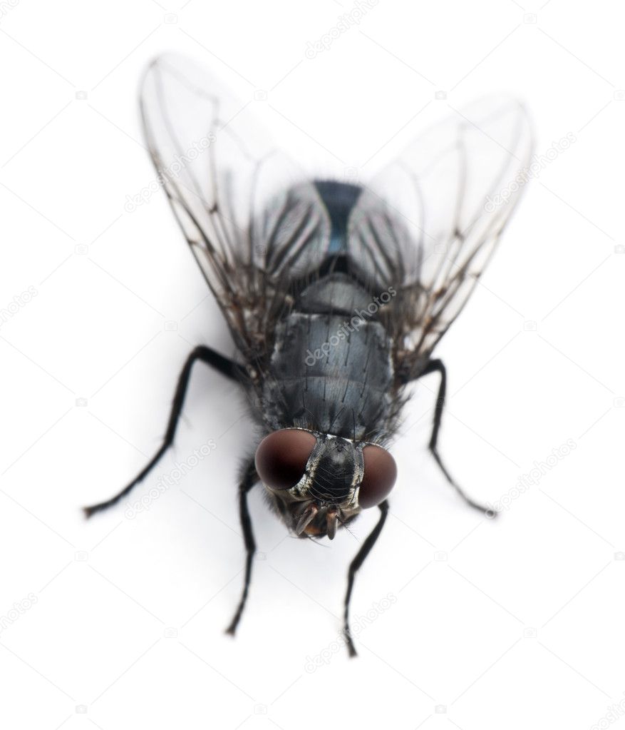 Housefly, Musca domestica, in front of white background