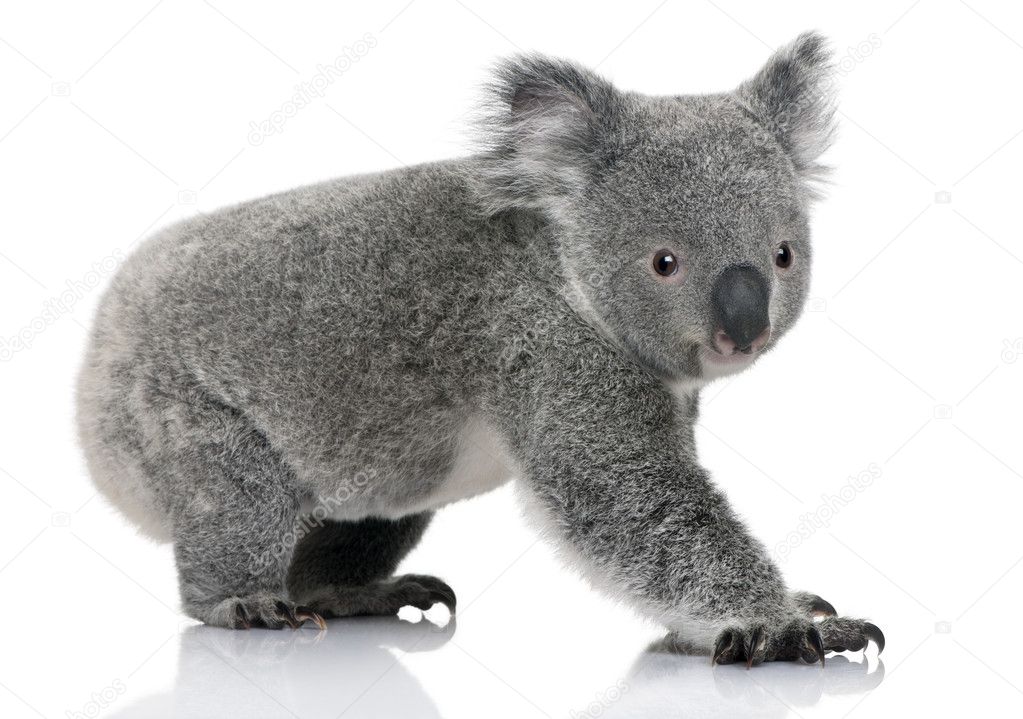 Young koala, Phascolarctos cinereus, 14 months old, in front of white background