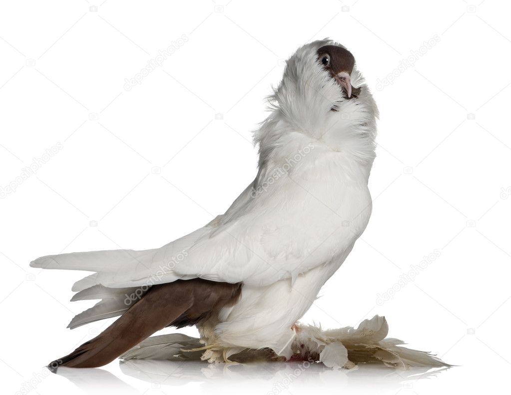 German helmet with feathered feet pigeon in front of white background