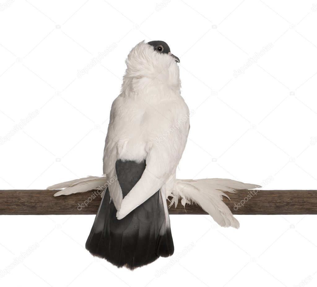 German helmet with feathered feet pigeon perched on stick in front of white background