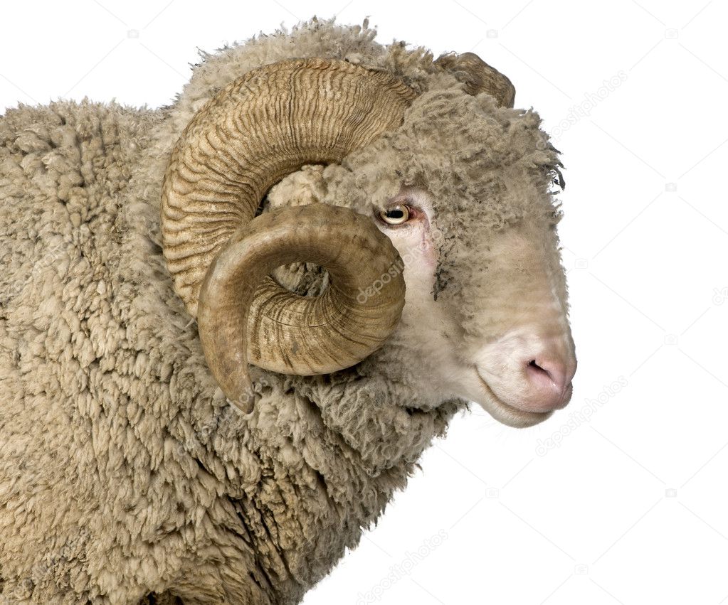 Arles Merino sheep, ram, 5 years old, standing in front of white background