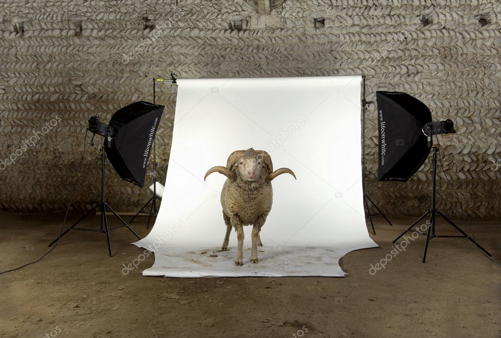 Arles Merino sheep, ram, 3 years old, standing in photo shoot studio
