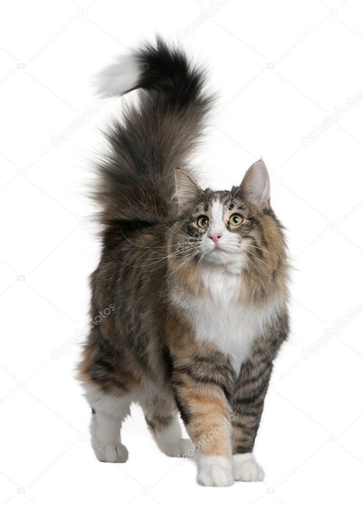 Norwegian Forest Cat (8 months old) — Stock Photo ...