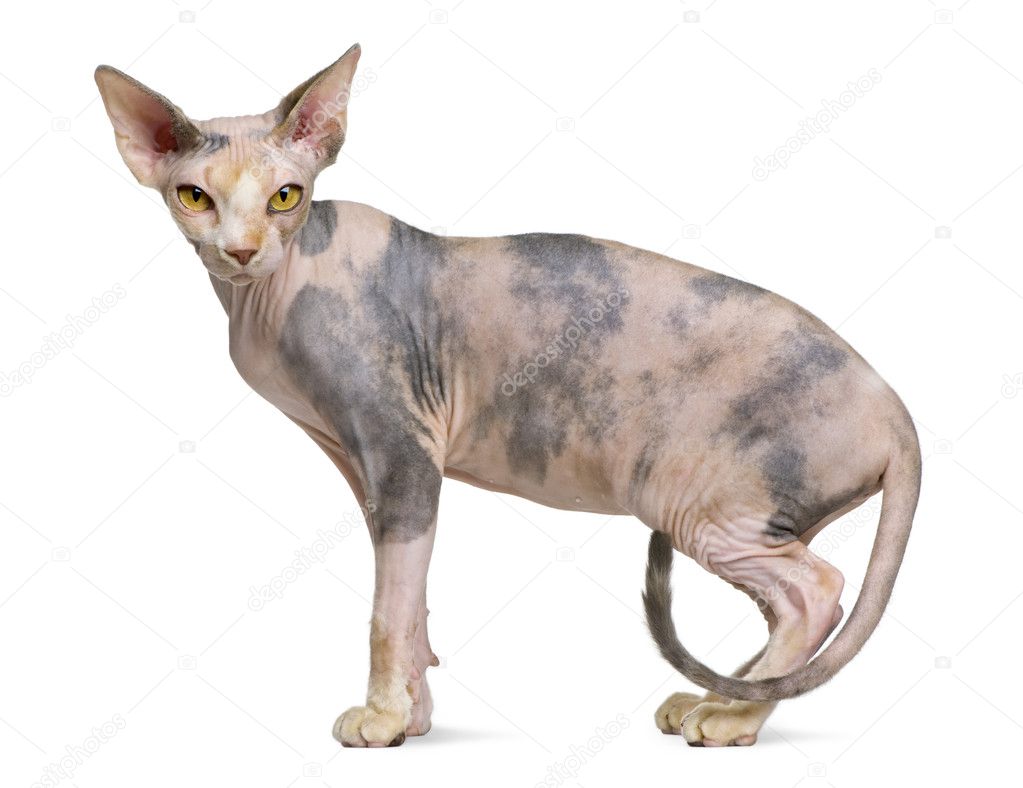 Chat Sans Poils Sphynx Images Libres De Droit Photos De Chat Sans Poils Sphynx Depositphotos