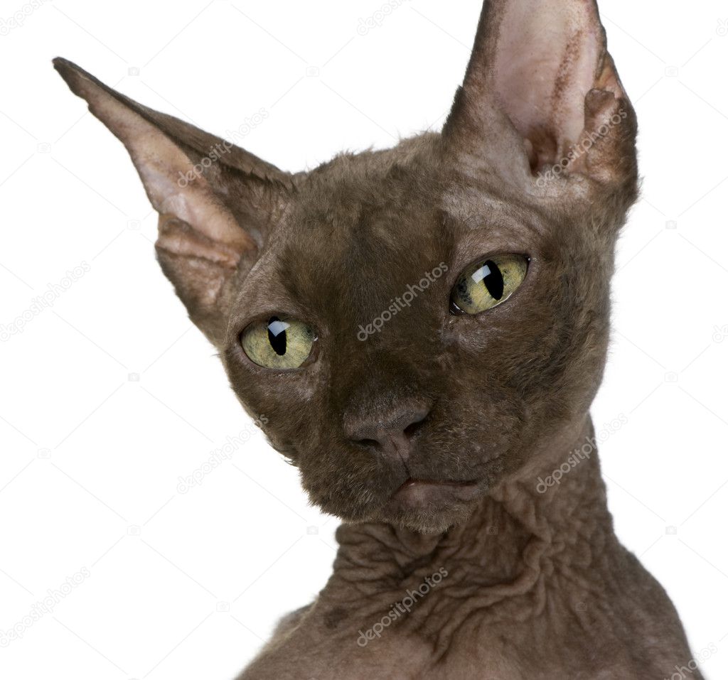 Old Sphynx cat, 12 years old, in front of white background