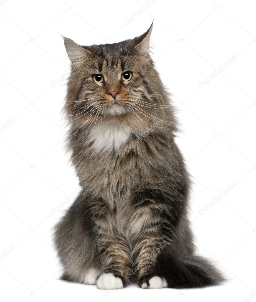 Maine coon, 2 years old, sitting in front of white background