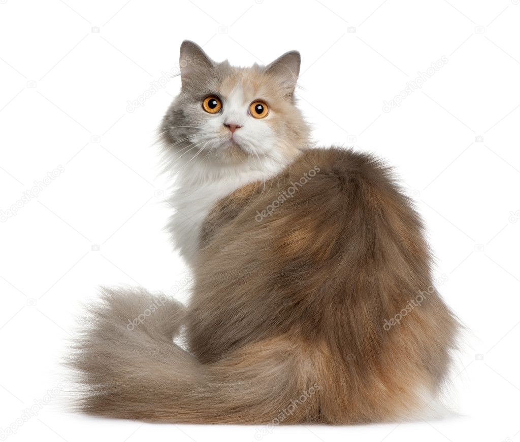 British longhair cat, 11 months old, sitting in front of white background