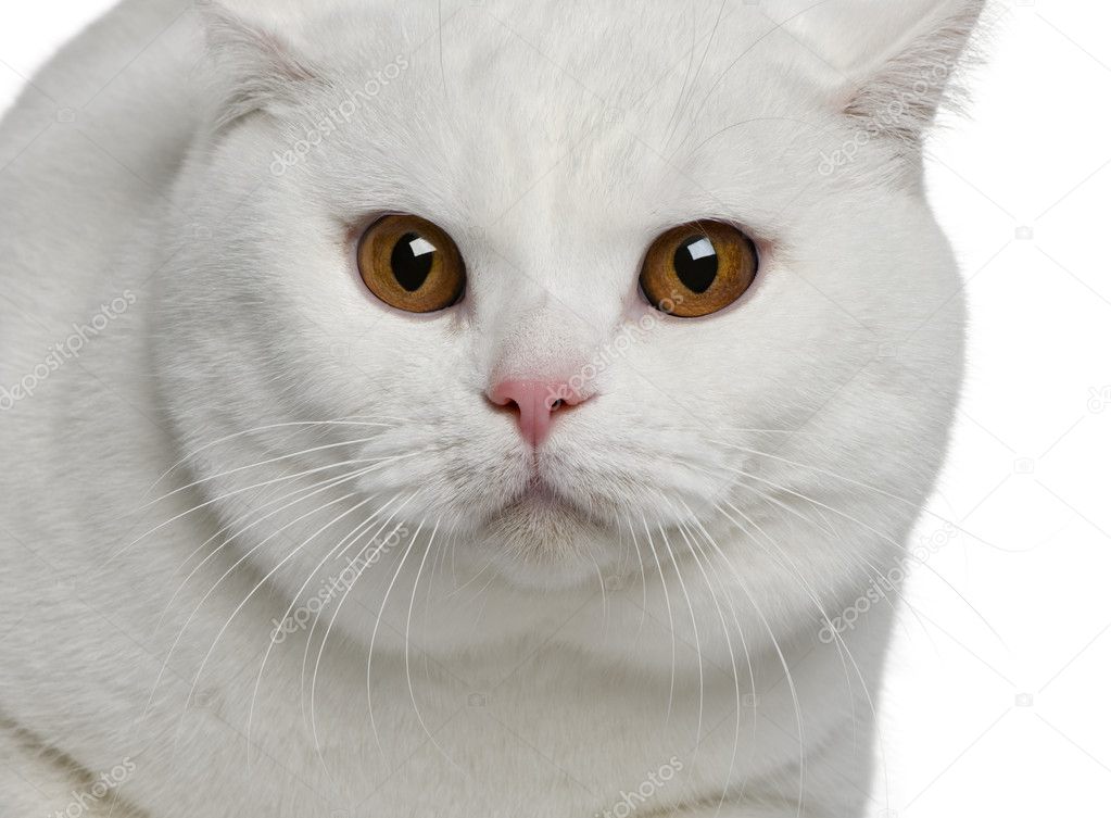 Risultati immagini per british shorthair