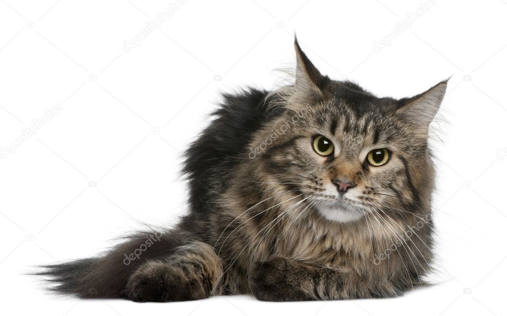 Maine coon, 1 year old, in front of white Stock Photo by ©lifeonwhite 10888072