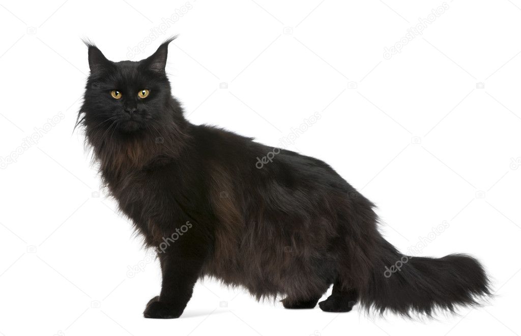 Maine coon, 21 months old, in front of white background
