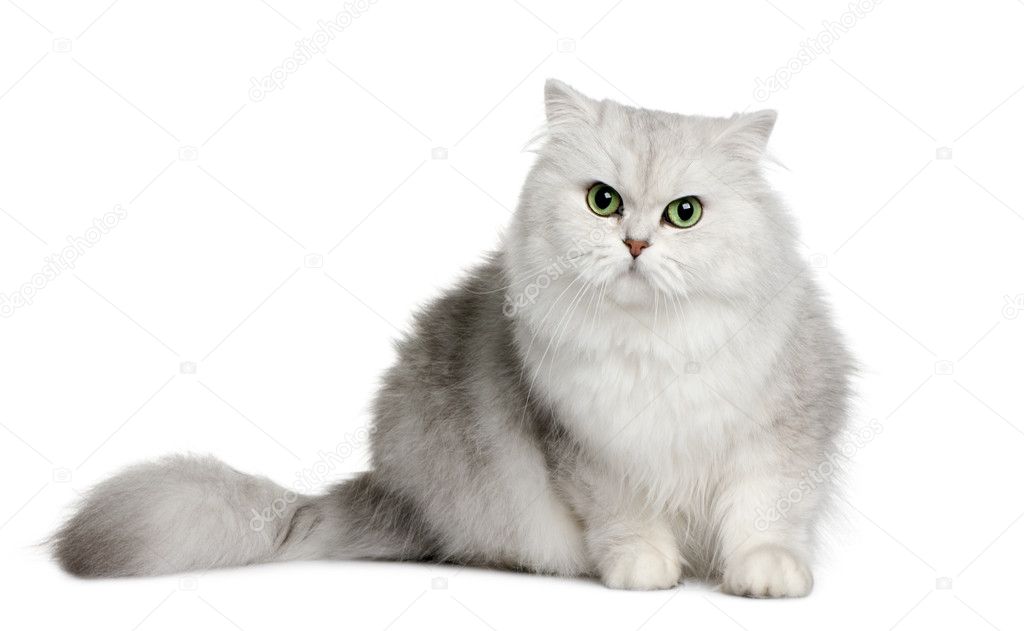 British longhair cat, 3 years old, sitting in front of white background