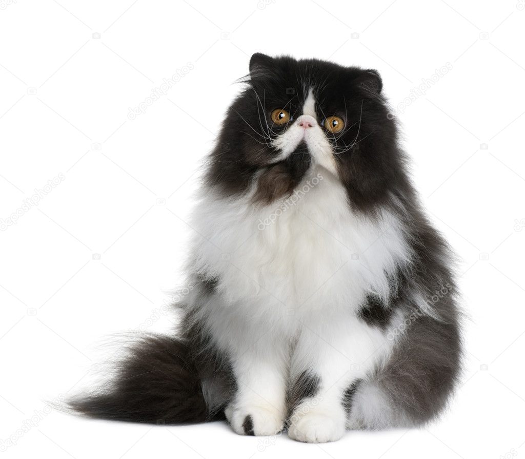 Persian cat, 9 months old, sitting in front of white background