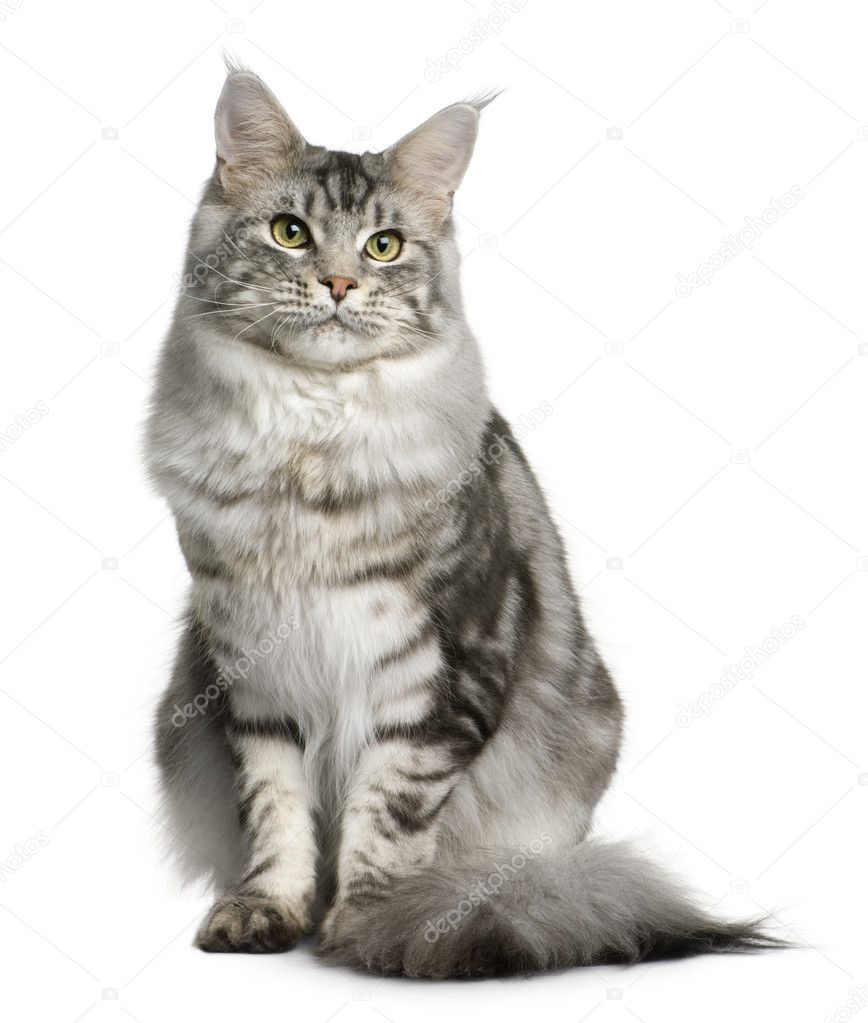 Maine coon, 1 year old, sitting in front of white background