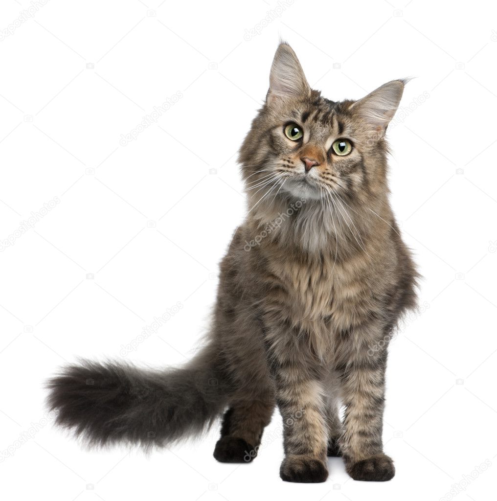 Maine coon, 1 year old, standing in front of white background