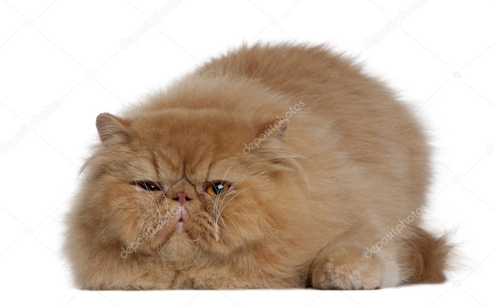 Persian cat, 2 years old, lying in front of white background
