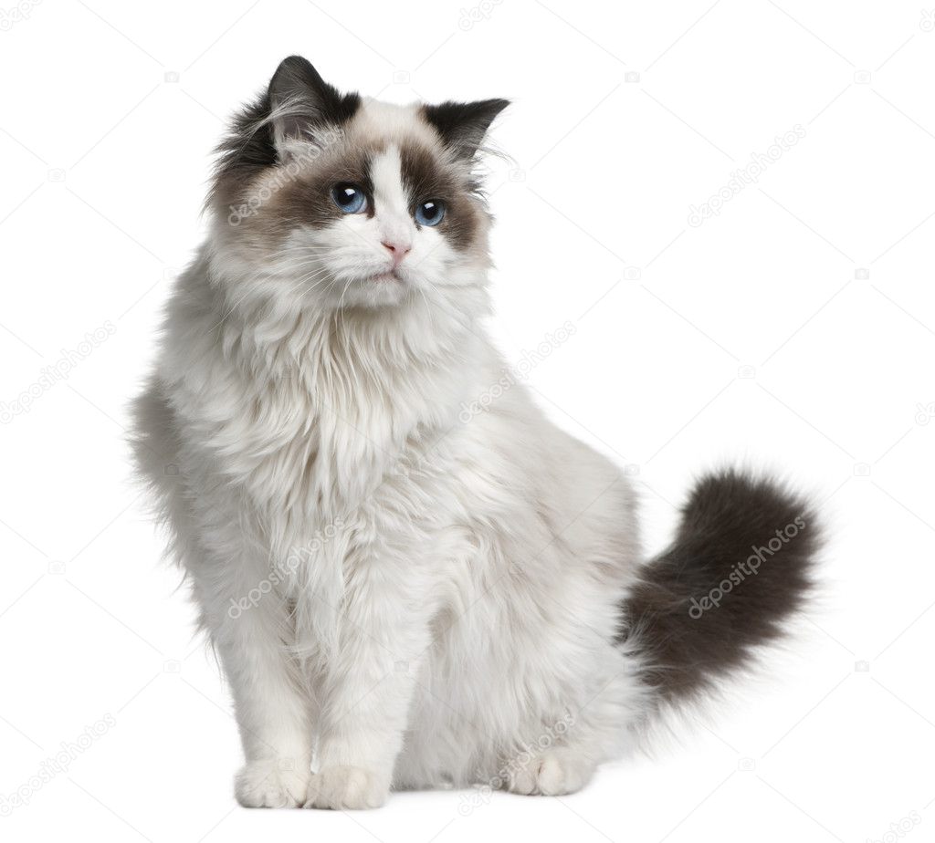 Ragdoll cat, 7 months old, sitting in front of white background