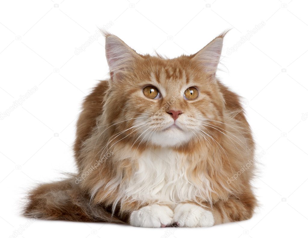 Maine Coon kitten sitting in front of white background