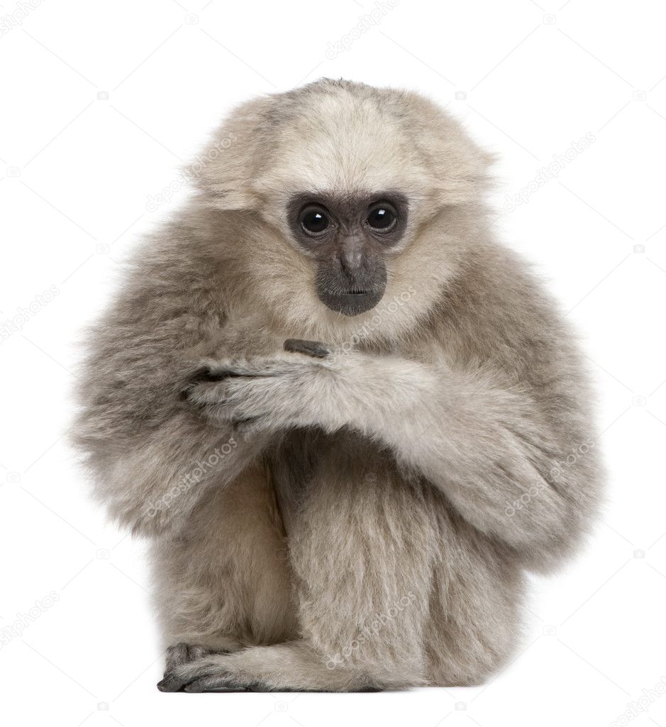 Young Pileated Gibbon, 1 year, Hylobates Pileatus, sitting in front of white background