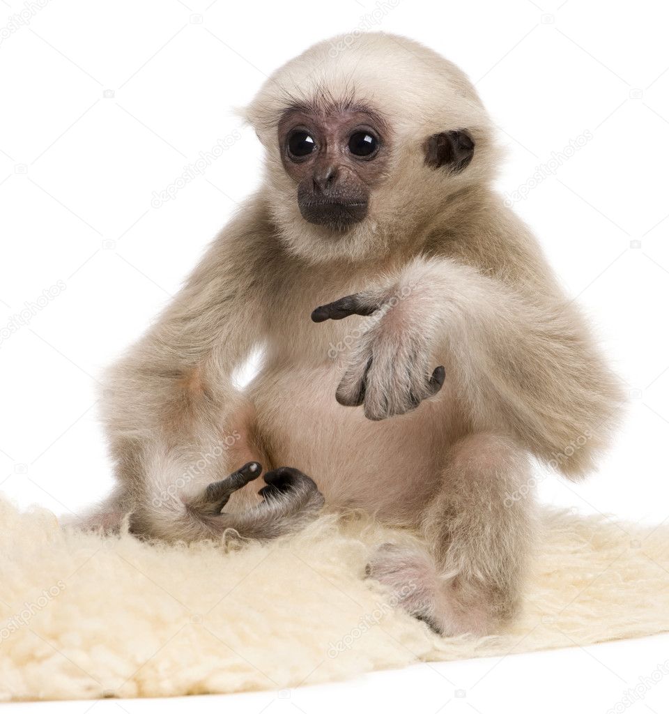 Young Pileated Gibbon (4 months old)