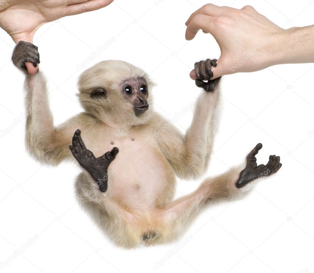 Young Pileated Gibbon, 4 months old, Hylobates Pileatus, swinging from hands in front of white background