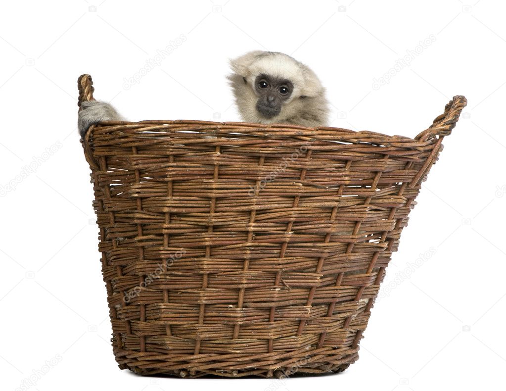 Young Pileated Gibbon, 1 year old, Hylobates Pileatus, sitting in basket front of white background