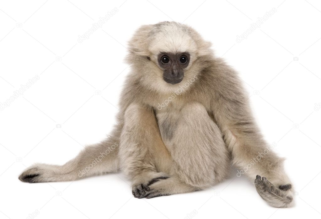 Young Pileated Gibbon (4 months old)