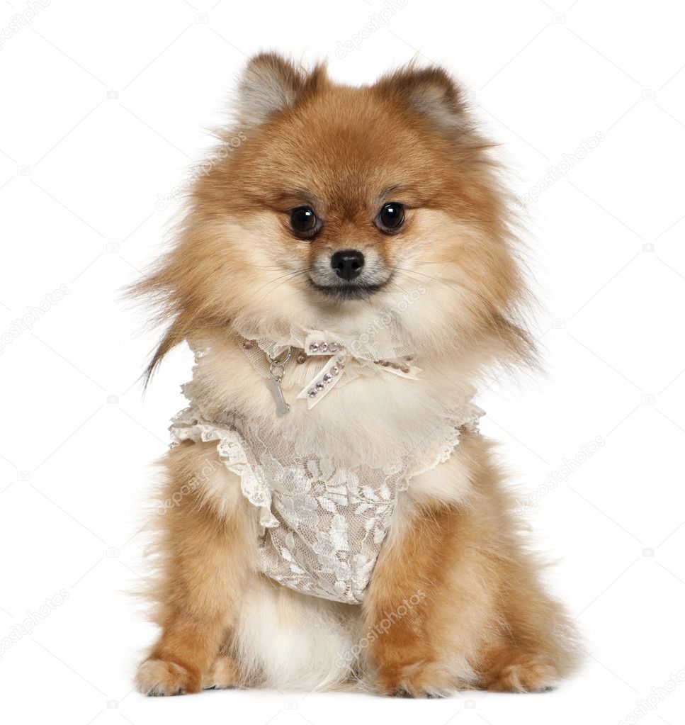German Spitz dressed in lace, 15 months old, sitting in front of white background