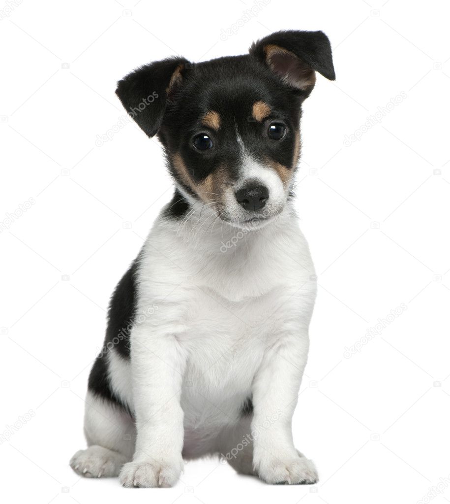 Jack Russell Terrier puppy, 2 months old, sitting in front of white background