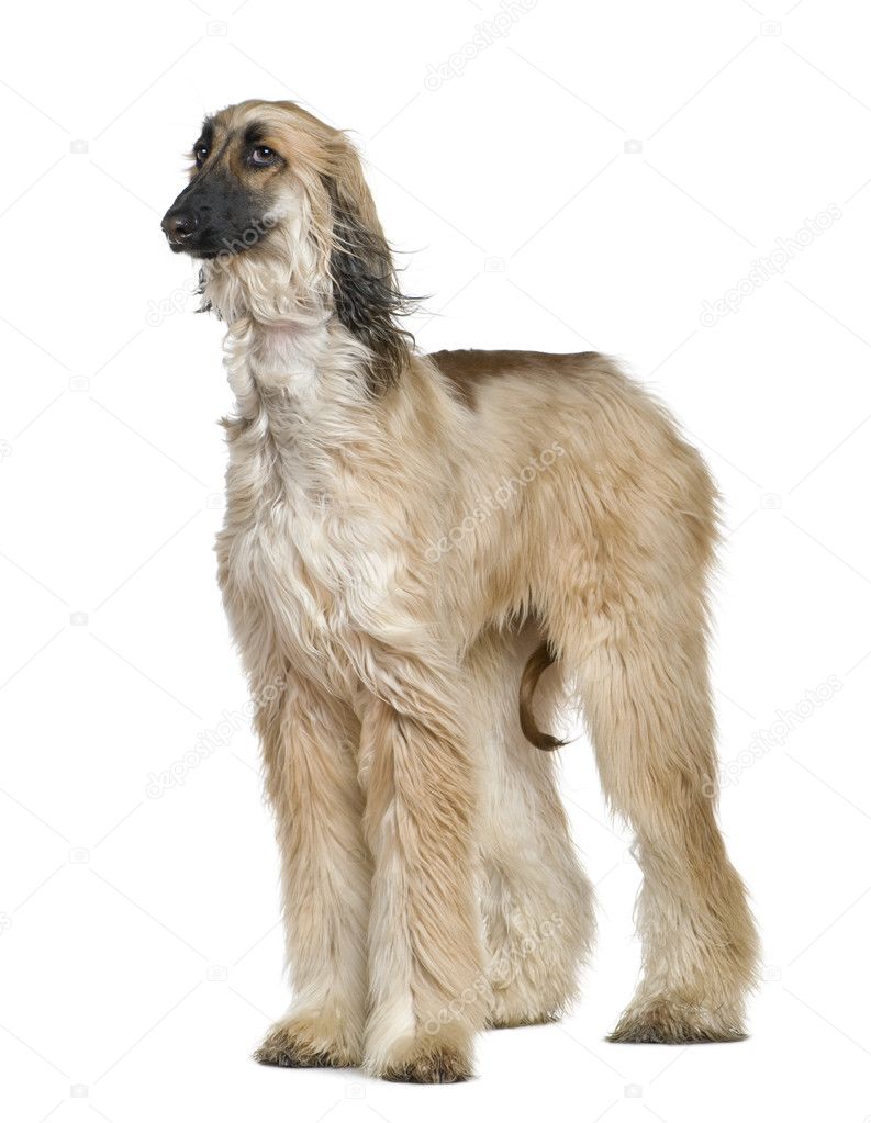 Afghan hound with his hair in the wind, 1 year old, in front of white background