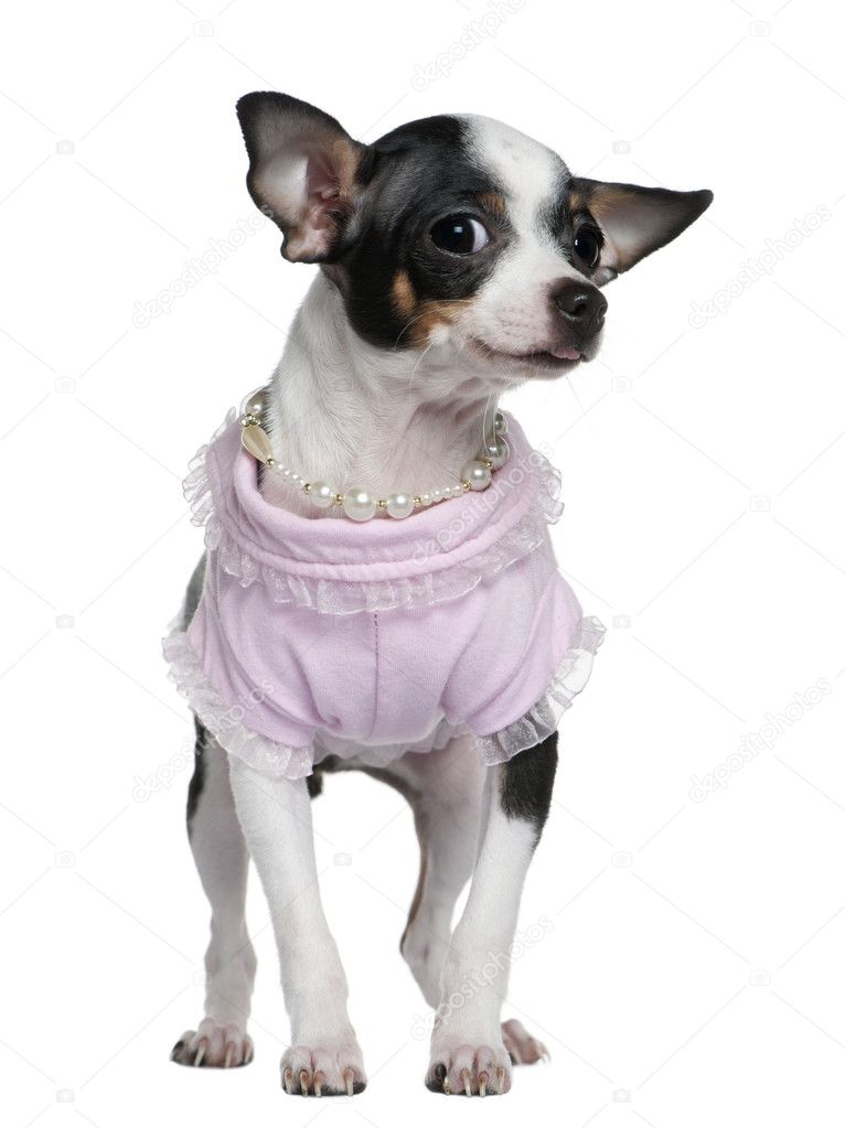 Chihuahua puppy dressed in pink and pearls, 5 months old, in front of white background