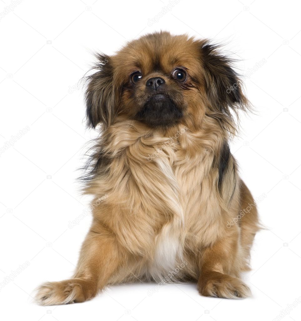 Tibetan spaniel, 4 years old, in front of white background