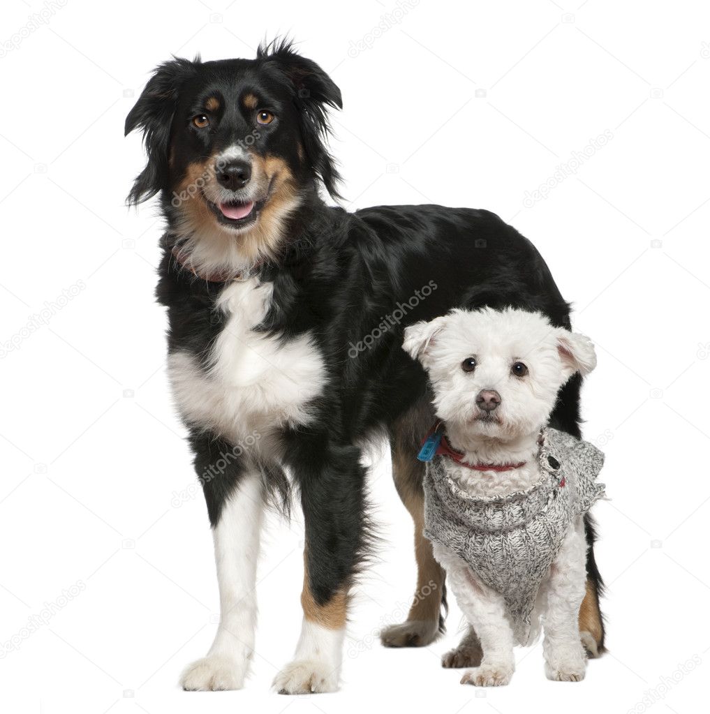 Australian Shepherd dog and Maltese dog, 3 and a half and 11 years old, in front of white background