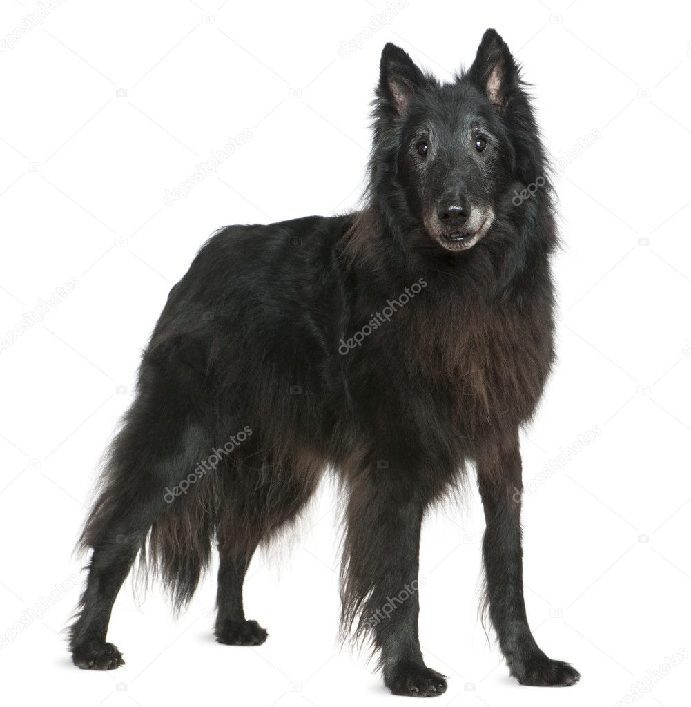 Greenland dog, 14 years old, standing in front of white background