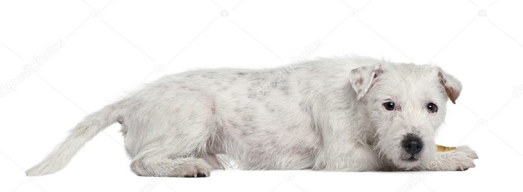 Parson Russell Terrier, 4 years old, lying in front of white background