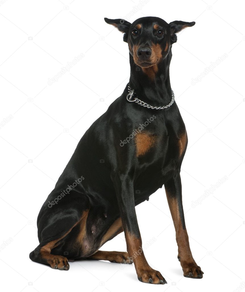 Doberman Pinscher, 7 years old, sitting in front of white background