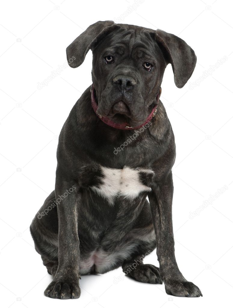 Cane Corso dog, 7 months old, sitting in front of white background