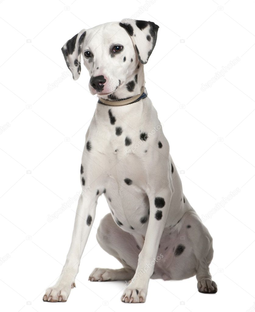 Dalmatian, 8 months old, sitting in front of white background