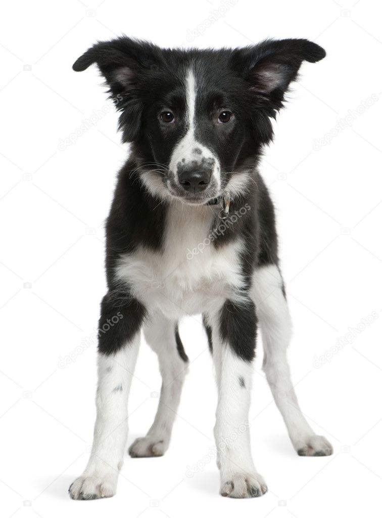 Border Collie puppy, 4 months old, standing in front of white background