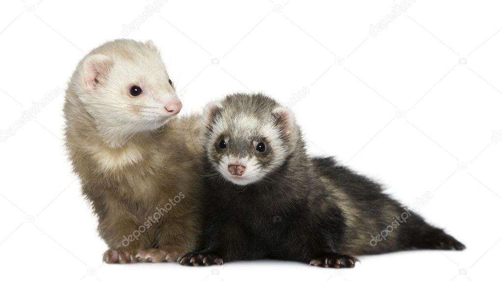 Two ferrets, 1 year old and 18 months old, in front of white background