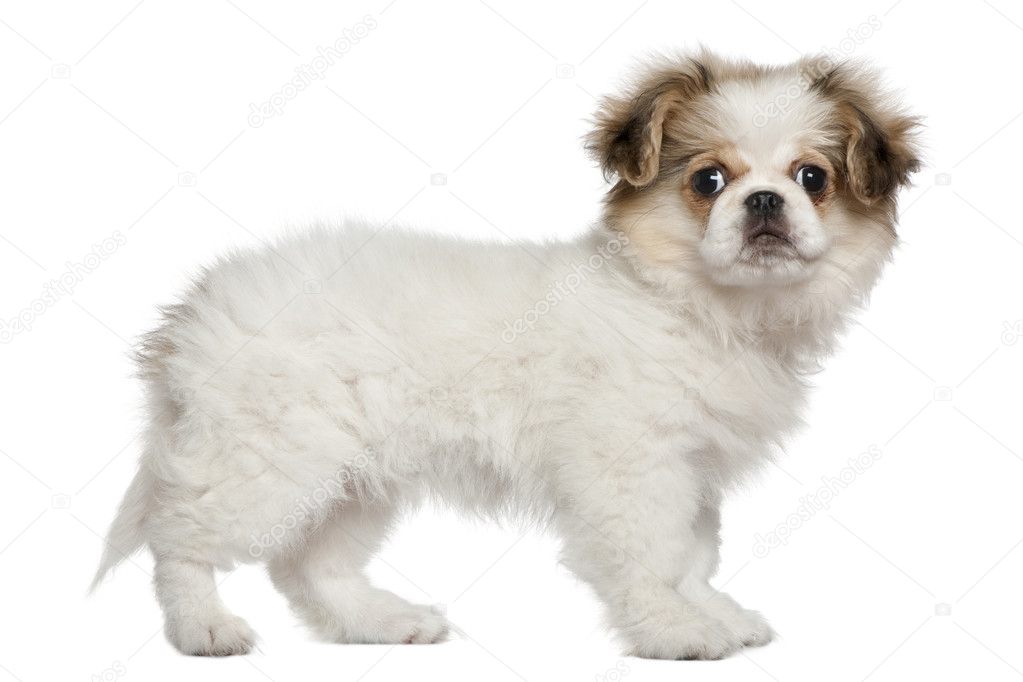 Pekingese puppy, 3 months old, standing in front of white background