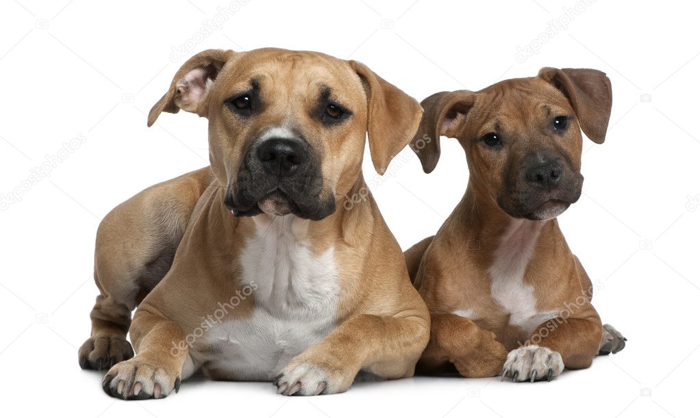 Two American Staffordshire terriers, 4 months and 9 months old, in front of white background