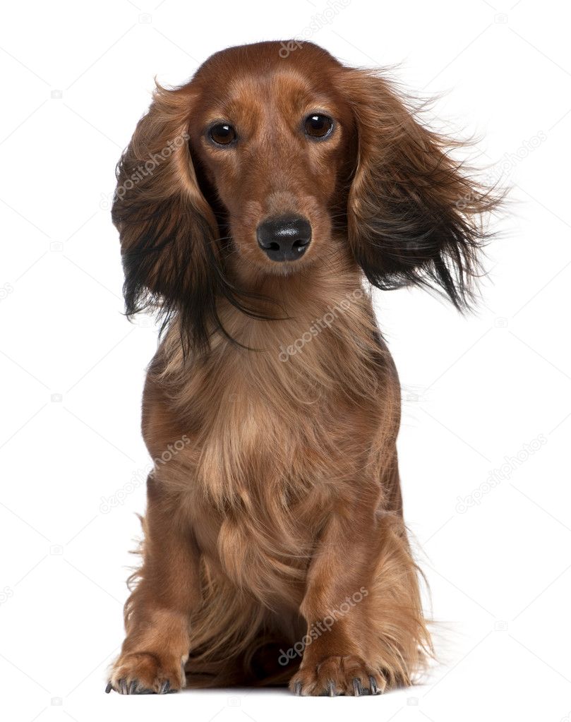 English Cocker spaniel with hair blowing in the wind, 18 months old, in front of white background