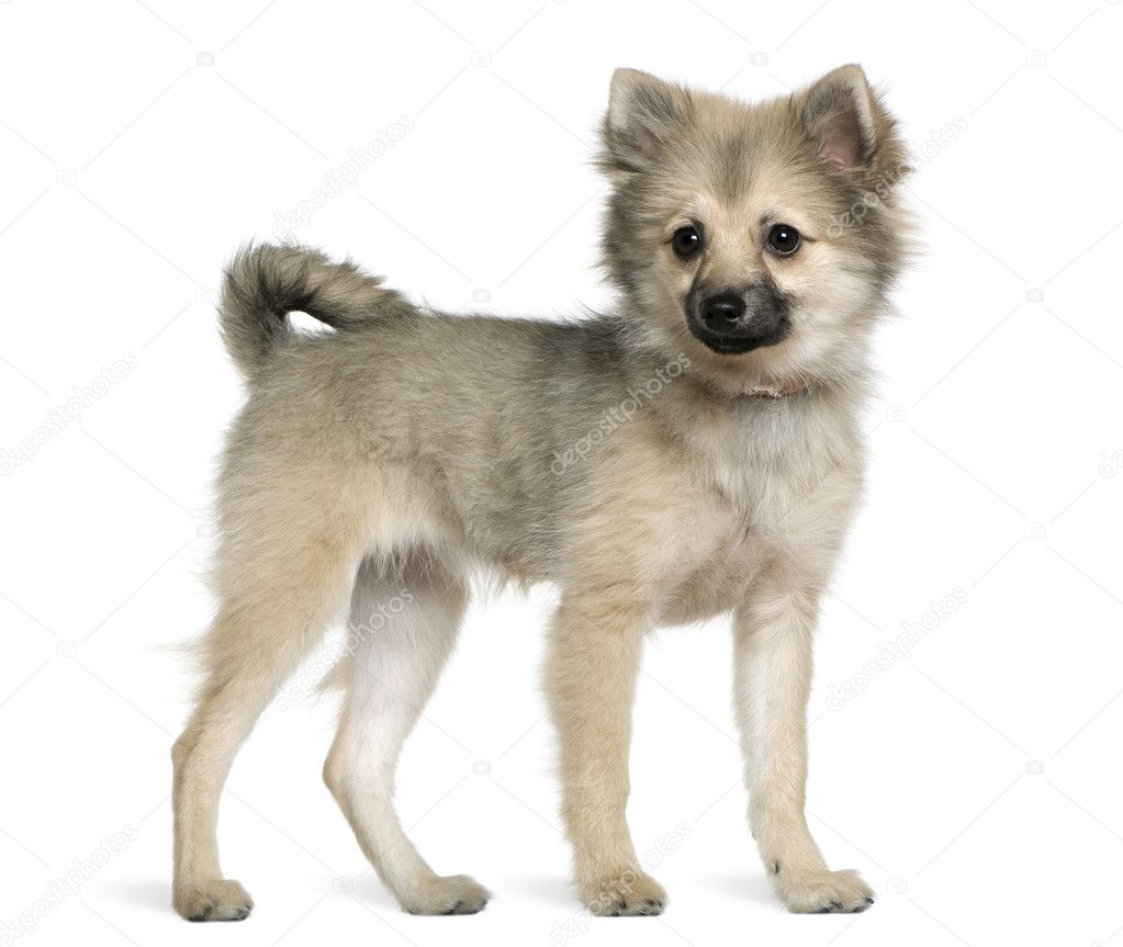 German spitz puppy, 6 months old, standing in front of white background