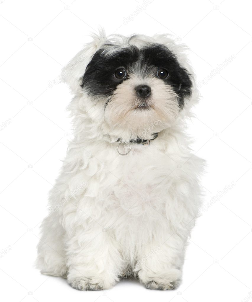 Havanese puppy, 3 months old, sitting in front of white background