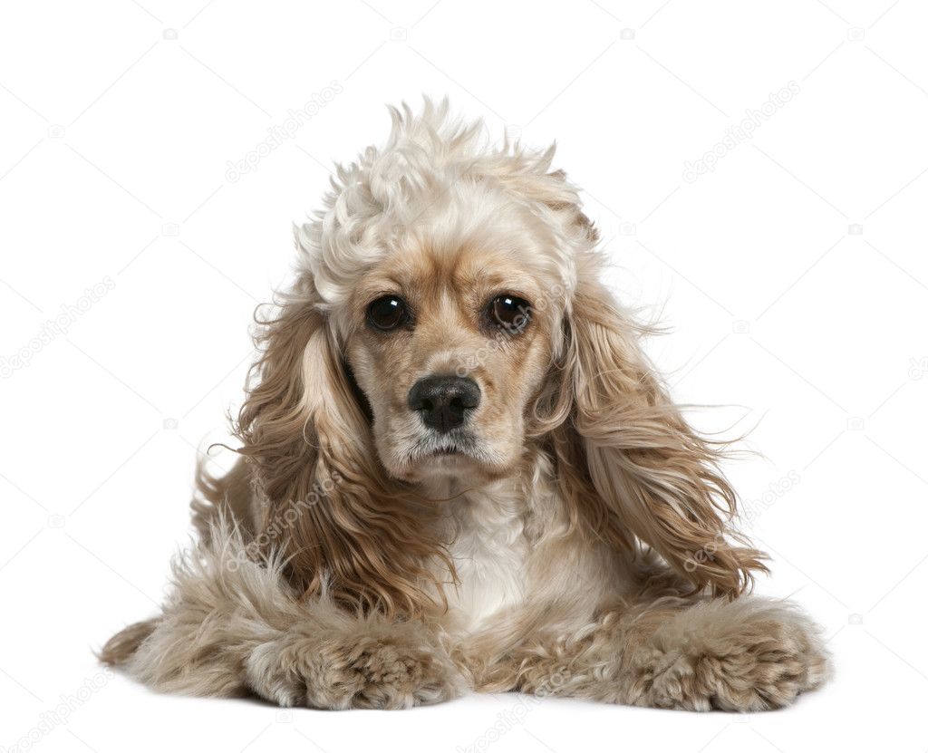 American cocker spaniel, 17 months old, in front of white background