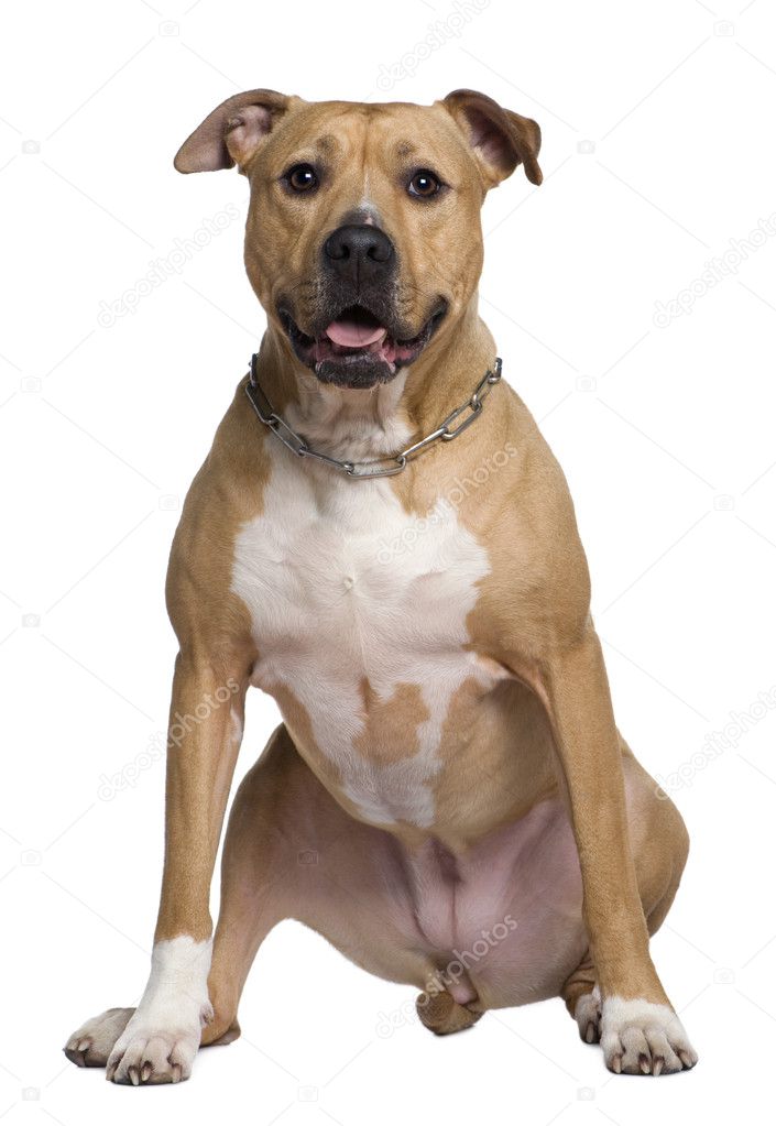 American Staffordshire terrier, 6 years old, sitting in front of white background