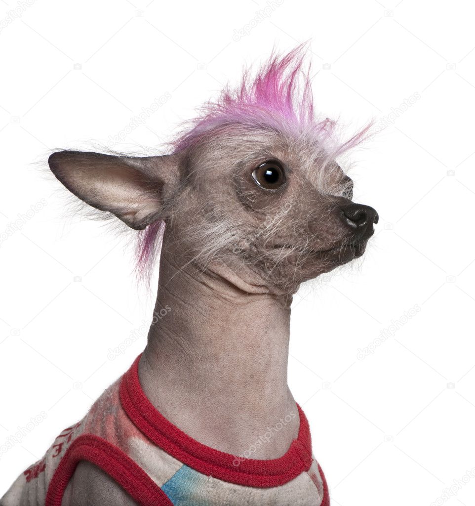 Punk dressed Mexican hairless dog, 4 years old, in front of white background