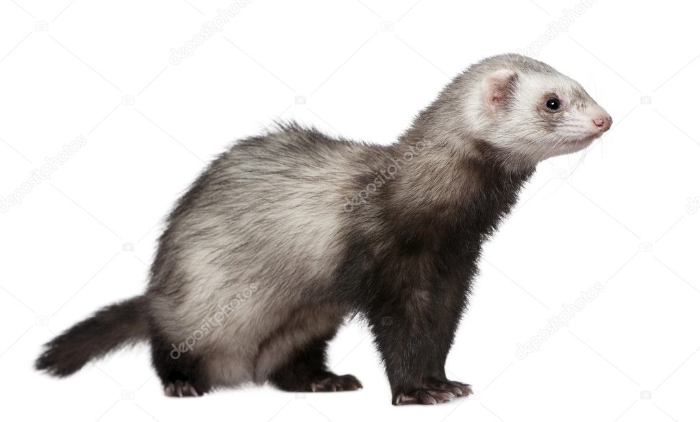 Ferret, 4 years old, in front of white background