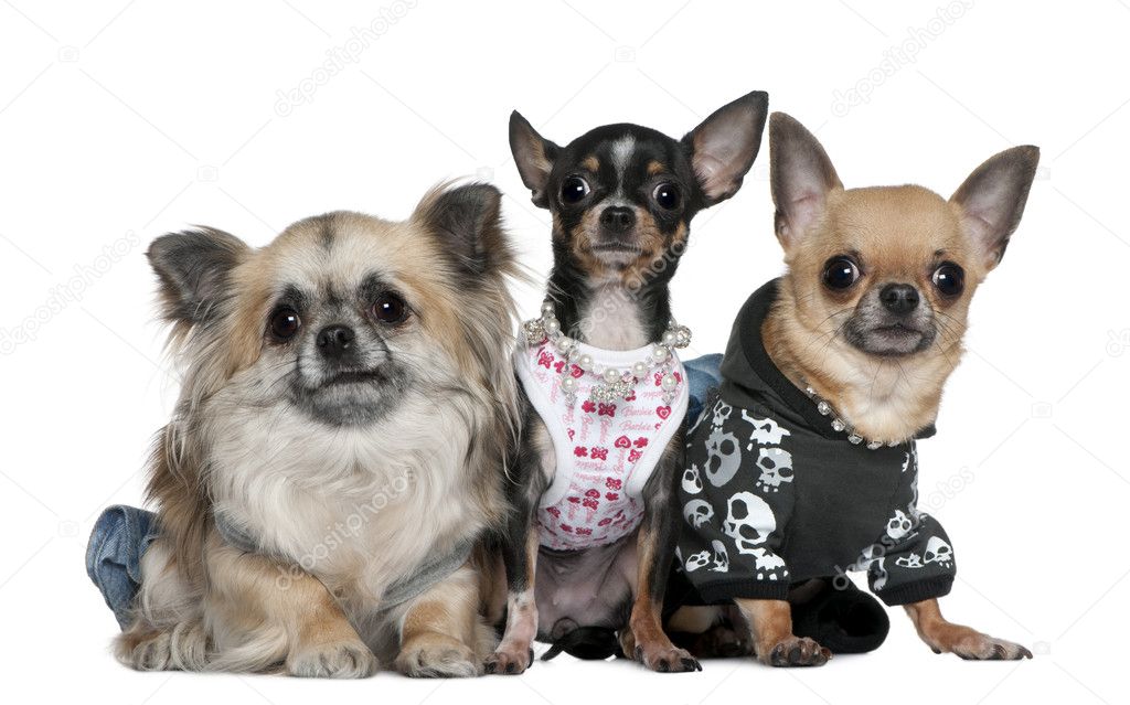 Group of Chihuahuas dressed up, 3 and 2 years old, in front of white background